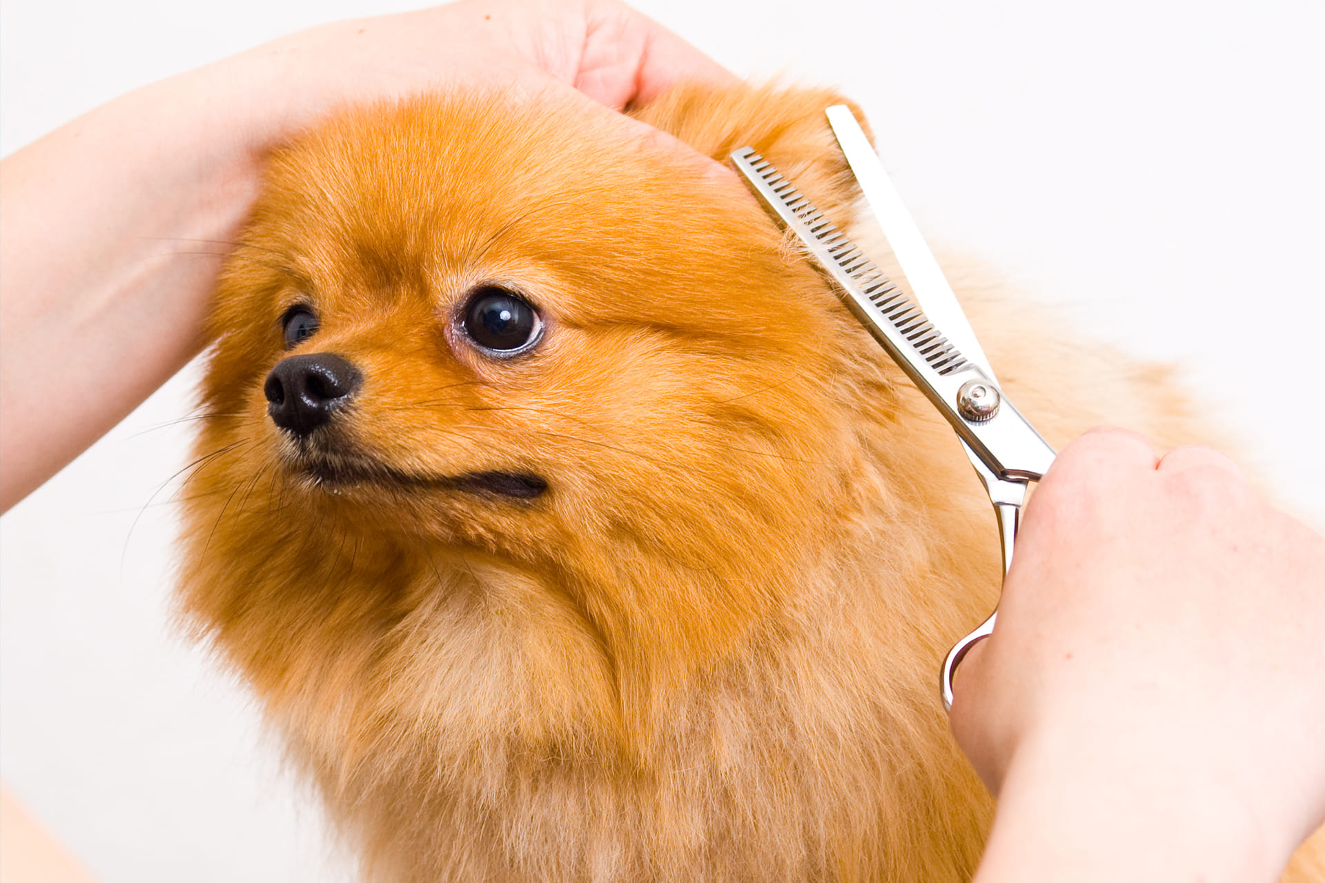 健康状態と性格に合わせたトリミング