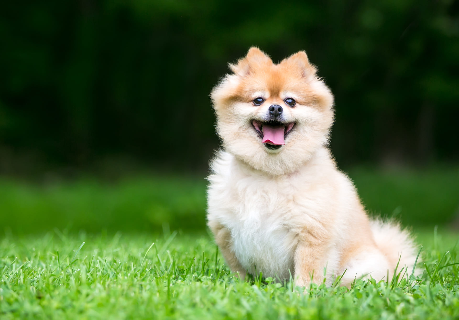 小型犬の依頼 | 神奈川県横浜市青葉区のトリミングならWORLDWIDE PET SPA＆HOTEL