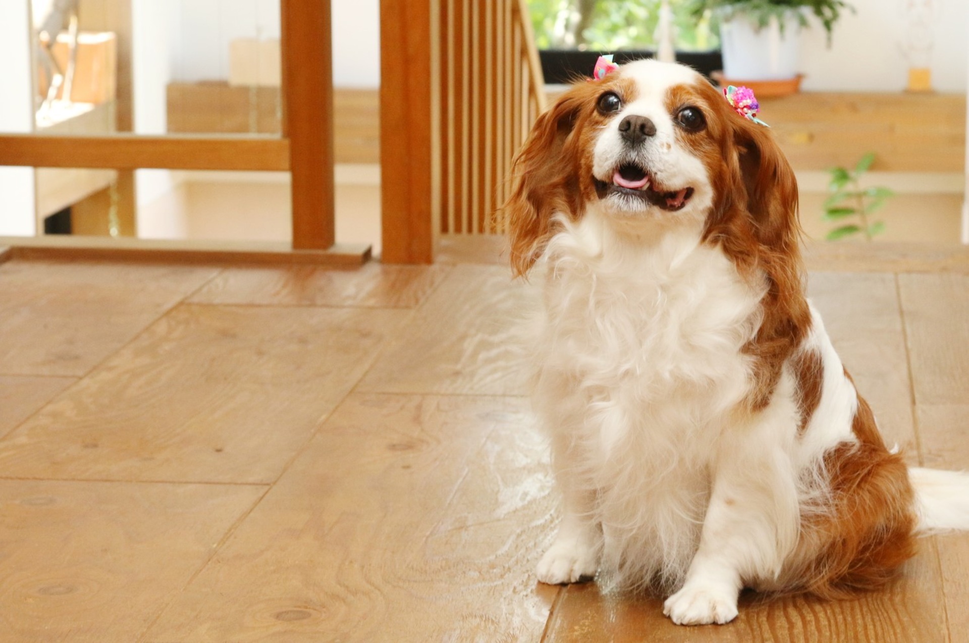 長期の預かり | 神奈川県横浜市青葉区のトリミングならWORLDWIDE PET SPA＆HOTEL