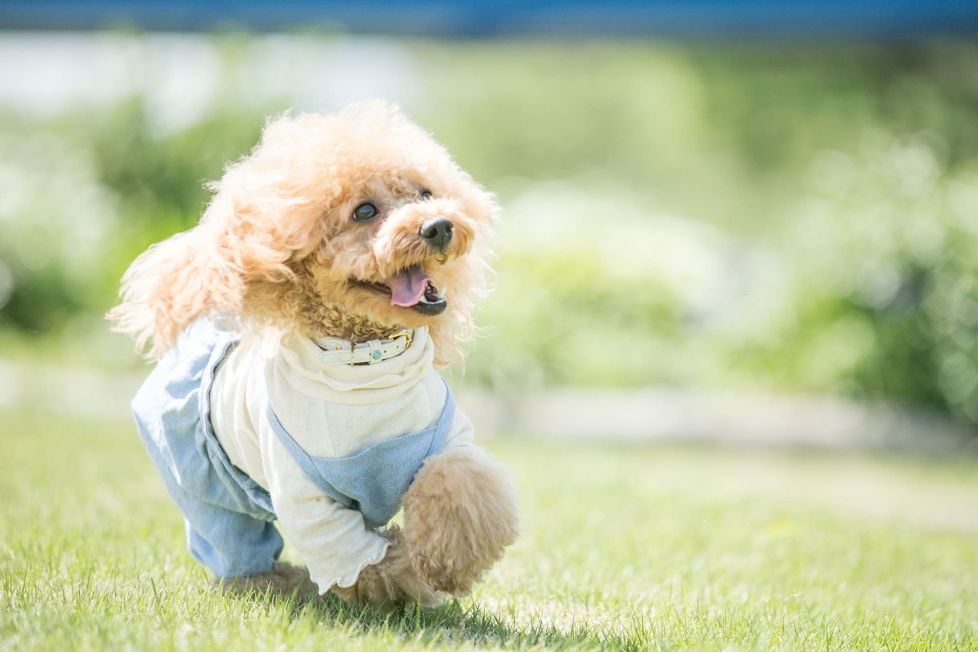 小型犬を歓迎 | 神奈川県横浜市青葉区のトリミングならWORLDWIDE PET SPA＆HOTEL