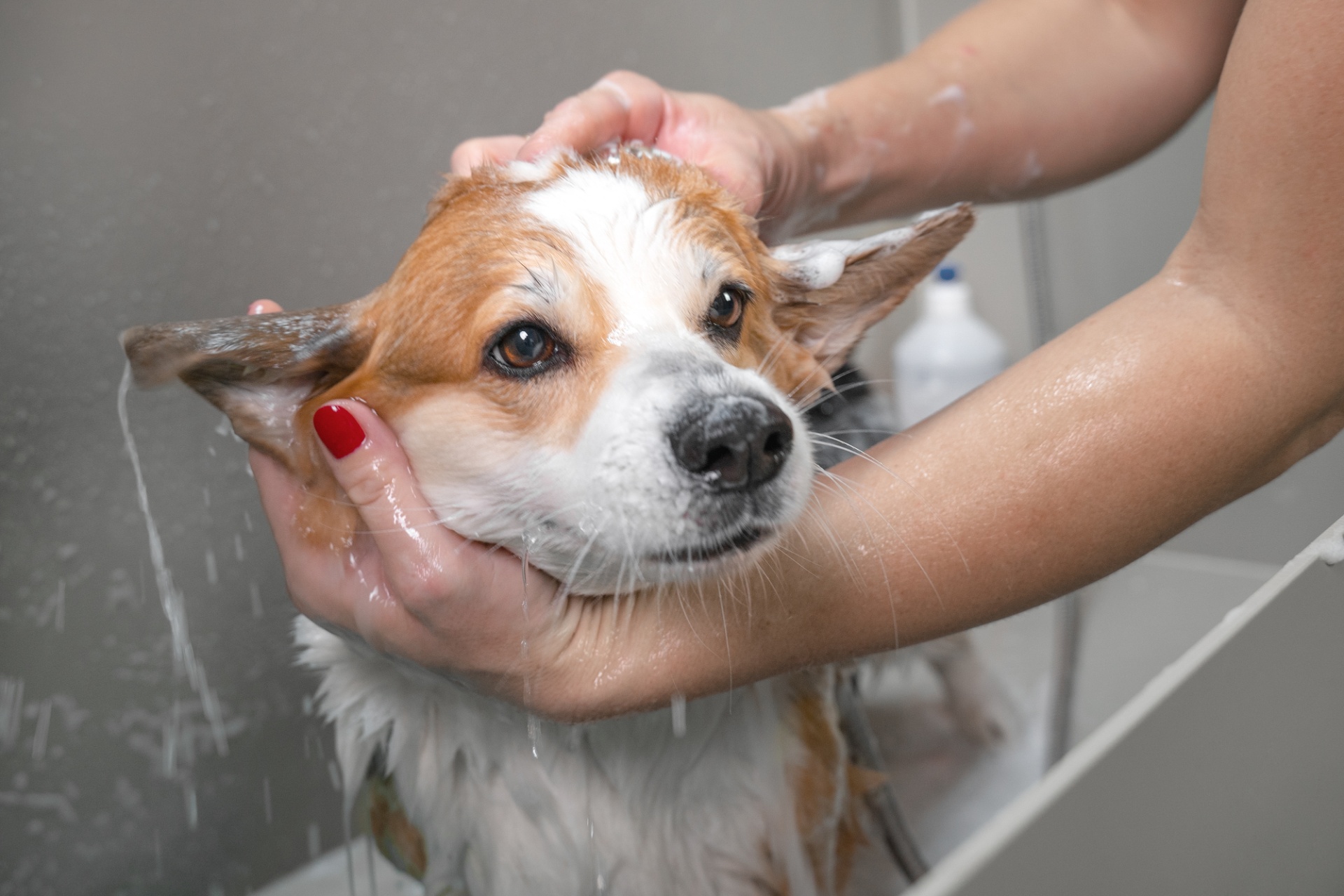 中型犬の施術 | 神奈川県横浜市青葉区のトリミングならWORLDWIDE PET SPA＆HOTEL
