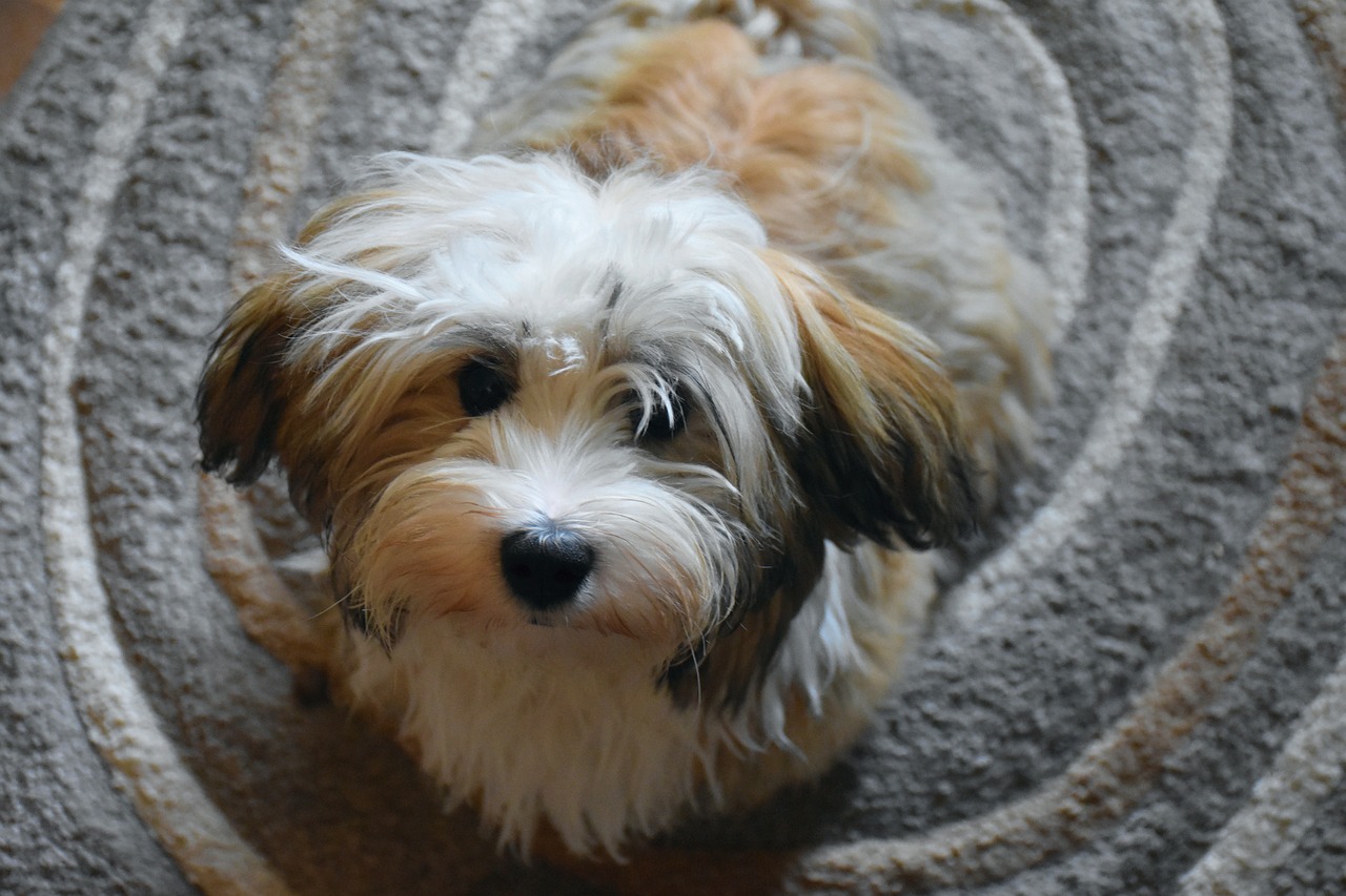 青葉台で安心してワンちゃんを預けられるペットホテルをお探しの方はWORLDWIDE｜PET｜SPA＆HOTEL